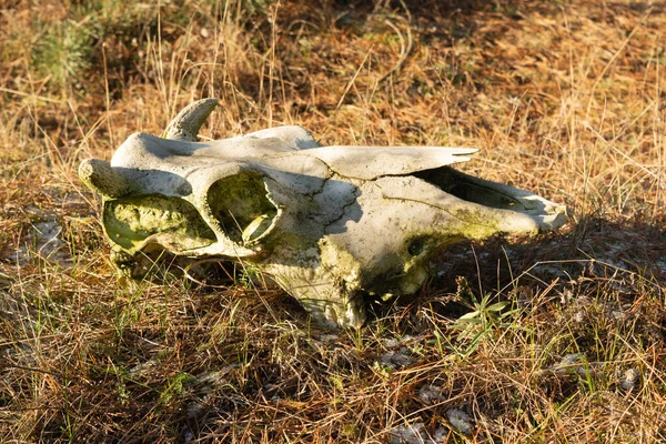 Eriyen kar sırasında bir ineğin kafatası sarı çimlerin üzerinde yatar. Güneşli bahar günü