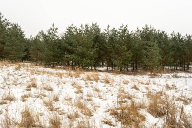 Genç çam ağaçları ve çam ağaçları ormanın kenarında yetişir. Kasvetli kış günü. Doğa manzarası arka planı