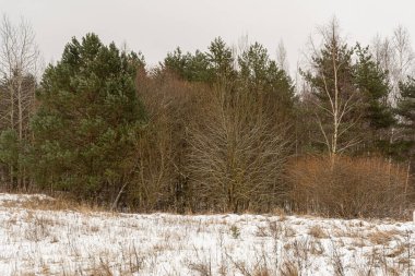 Kışın çamlar, huş ağaçları ve diğer ağaçlar. Kasvetli kış günü. Doğa manzarası arka planı
