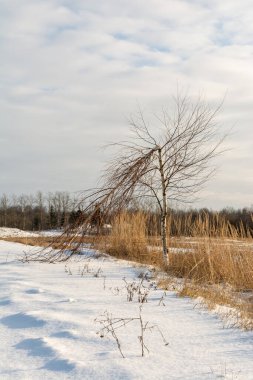 Karlı bir yolun kenarında kırık bir huş ağacı. Soğuk güneşli kış günü. Doğa manzarası arka planı