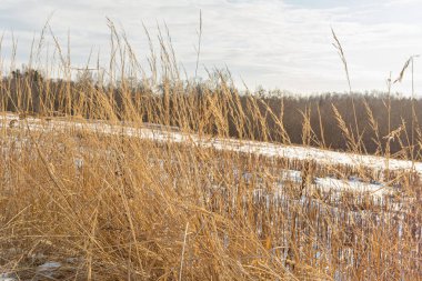 Kışın sarı kuru ot. Doğa soyut arka plan. Seçici odak