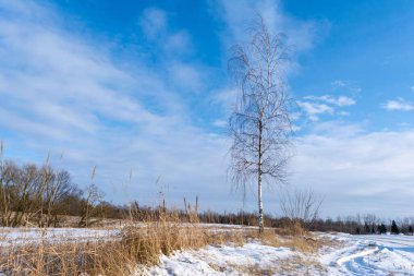 Genç ve yalnız bir huş ağacı karlı bir tarlanın, ormanın ve küçük bulutlu mavi gökyüzünün arka planında. Güneşli kış günü. Doğa manzarası arka planı