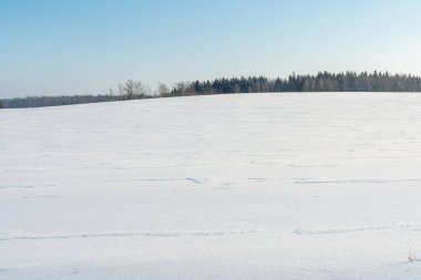 Beyaz karla kaplı tepe, ufukta, kar ve mavi gökyüzünün arka planında bir grup karanlık ağaç ya da orman var. Kış manzarası