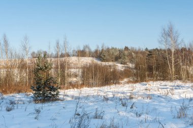 Kar tarlası ve küçük çam ağaçları olan bir orman. Biraz kar, kuru çimenler, tepedeki şortlar parlak mavi gökyüzü doğal arka plan. Kış güneşli bir gün. Kuzey kış manzarası