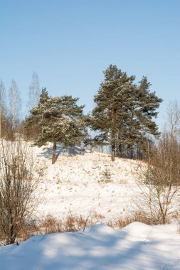 Kış güneşli bir gün. Büyük çam ağaçları olan kar tarlaları ve ormanlar. Biraz kar, kuru çimenler, tepedeki şortlar parlak mavi gökyüzü doğal arka plan. Kuzey kış manzarası