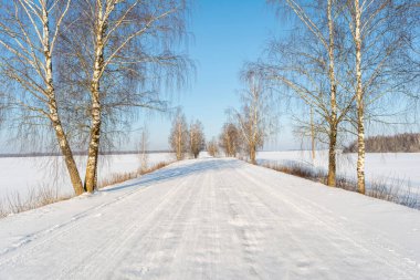 Karlı yolun kenarlarında huş ağaçları yetişir. Mavi gökyüzü ile güneşli bir kış günü. Doğa arkaplanı