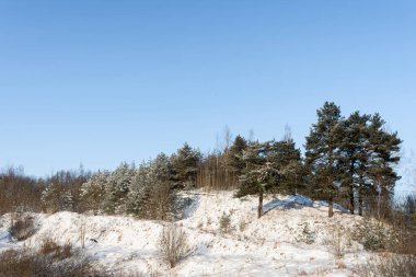 Kış güneşli bir gün. Büyük çam ağaçları olan kar tarlaları ve ormanlar. Biraz kar, kuru çimenler, tepedeki şortlar parlak mavi gökyüzü doğal arka plan. Kuzey kış manzarası