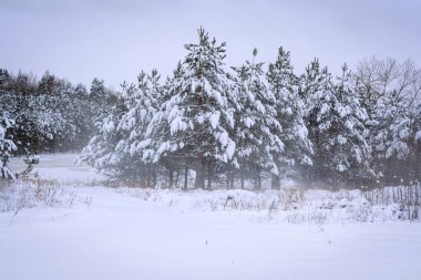 Karla kaplı bir dağ ormanındaki firavun ağacı. Kış manzarası. Kasvetli kış günü kozalaklı ormanda, kar fırtınası
