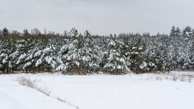 Soğuk, donmuş dağlık arazide derin beyaz karla gizlenmiş ladin ormanlarının kasvetli kış manzarası. Kasvetli kış günü kozalaklı ormanda