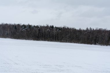 Kar fırtınası sırasında ormanın olduğu kış tarlası. Doğa soyut arkaplan