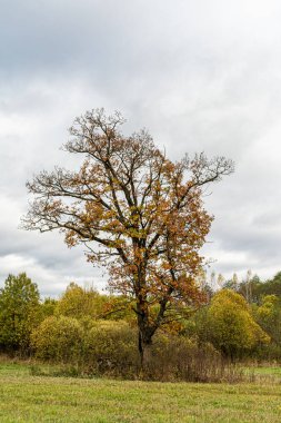 Çayırda sarı yapraklı genç meşe ağacı ve orman arka planında yeşil çimenler. Bulutlu bir sonbahar günü. Doğa manzarası arka planı