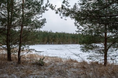 Çam ağaçlarının gövdelerinden donmuş orman gölü manzarası. Kırık buz tabakaları bir su kütlesi üzerinde. İlkbaharın başlarında kozalaklı bir ormanda. Doğa manzarası arka planı