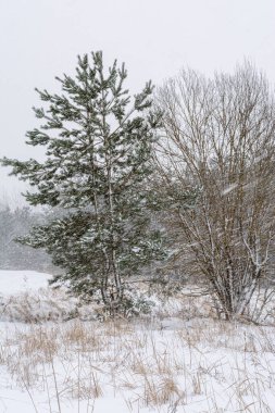 Kar fırtınası sırasında çatallı çam ve dallı ağaç. Ormanda kar yağışı ve kar fırtınası. Karda ağaçlar. Kış doğası. Çamların dallarında kar var.