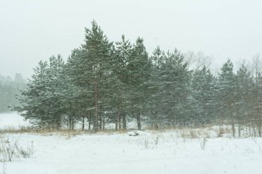 Ormanda kar yağışı ve kar fırtınası. Karda ağaçlar. Kış doğası. Çam ve ladin dallarında kar var.