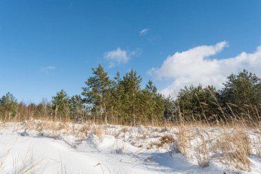 Kış ormanının kıyısında. Karla kaplı, uzun, kuru çimen sapları olan bir açıklık. Açık mavi gökyüzü ile güneşli bir kış günü. Kış doğa manzarası