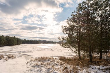 Orman gölünün kıyısındaki çam ağaçları. Eriyen karın altında eski kuru çimenler. Eriyen buzla kaplı gölet karla kaplıdır. Beyaz bulutlu mavi gökyüzü. Gündüz vakti ilkbaharın başlarında vahşi yaşam