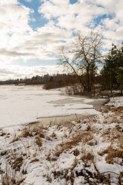 Orman gölünün kıyısındaki çam ağaçları. Eriyen karın altında eski kuru çimenler. Eriyen buzla kaplı gölet karla kaplıdır. Beyaz bulutlu mavi gökyüzü. Gündüz vakti ilkbaharın başlarında vahşi yaşam