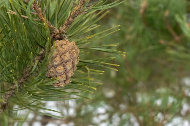 Bir dalda çam kozalağı, soyut bir arka plan.