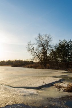 Çamlar ve orman gölünün kıyısındaki çeşitli ağaçlar. Eriyen buzla kaplı gölet karla kaplıdır. Akşam mavisi gökyüzü. Güneşli bir akşamda vahşi yaşam ilkbahar manzarası