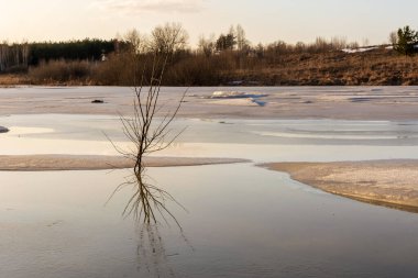 Eriyen buzlarla dolu bir orman göletindeki genç ağaç. Günbatımında bahar yaban hayatı manzarası