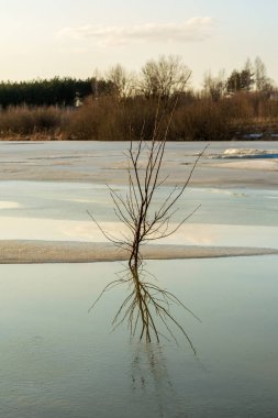 Eriyen buzlarla dolu bir orman göletindeki genç ağaç. Günbatımında bahar yaban hayatı manzarası