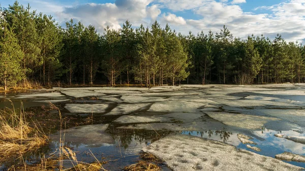 Cracked ice melts under the sun on a forest lake. Swampy forest area with yellow dry grass. Spring landscape with forest pond during sunset