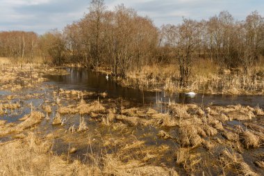 İki kuğu sulak bir alanda yüzer. Kuru çimenler, ağaçlar ve sazlıkların olduğu bataklık bir bölgede bahar seli. Güneşli bir bahar gününde vahşi yaşam manzarası. Doğa arkaplanı
