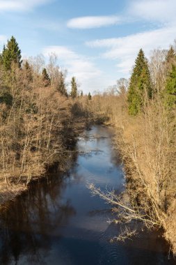 Devrilmiş ağaçları olan mavi orman nehri. Önde gelen büyük köknar ağaçları olan yaprakları olmayan yoğun bir orman. Güneşli bir günde bahar manzarası. Doğa arkaplanı