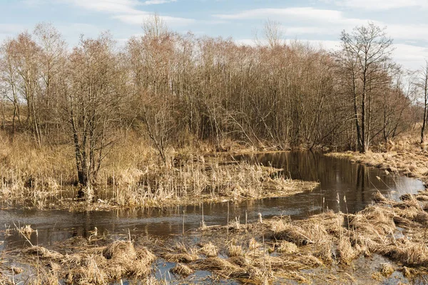 Jarní Záplava Klikaté Řeky Bažinaté Oblasti Suchou Trávou Stromy Rákosím — Stock fotografie