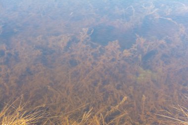 Bitki ve suya dayalı soyut doku. Sarı kuru otlar ve suyun altında çeşitli tatlı su yosunları. İlkbaharda çayırı su bastı. Çamurlu su yüzeyinin üst görünümü.