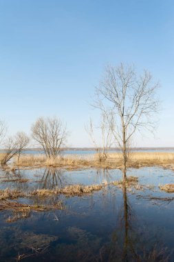 İlkbahar mavi gölü. Yaprakları olmayan ağaçlar çayırlarda suyla dolup taşar. Bir bahar gününde mavi gökyüzü ve suyla güzel bir manzara. Natuer arkaplanı