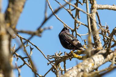 Sığırcık gagasını kaldırıyor mavi gökyüzüne karşı bir ağaç dalında oturuyor. Güneşli bir bahar gününde doğal ortamdaki kuş.