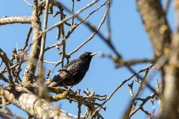 Estornino Sienta Una Rama Árbol Contra Cielo Azul Aves Hábitat — Foto de Stock