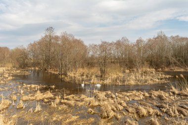 İki kuğu sulak bir alanda yüzer. Kuru çimenler, ağaçlar ve sazlıkların olduğu bataklık bir bölgede bahar seli. Güneşli bir bahar gününde vahşi yaşam manzarası. Doğa arkaplanı
