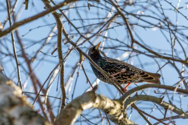 Dişi bir sığırcık, mavi gökyüzüne karşı bir ağaç dalında oturuyor. Güneşli bir bahar gününde doğal ortamdaki kuş.