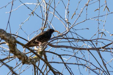 Dişi bir sığırcık, mavi gökyüzüne karşı bir ağaç dalında oturuyor. Güneşli bir bahar gününde doğal ortamdaki kuş.