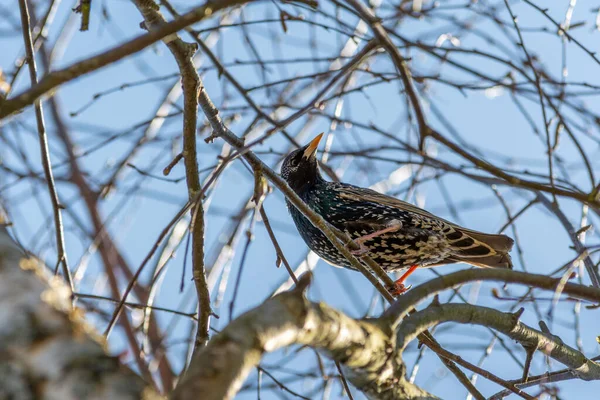 Dişi bir sığırcık, mavi gökyüzüne karşı bir ağaç dalında oturuyor. Güneşli bir bahar gününde doğal ortamdaki kuş.