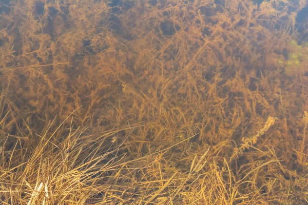 Absztrakt Textúra Növényzet Víz Alapján Sárga Száraz Különböző Édesvízi Algák Stock Kép