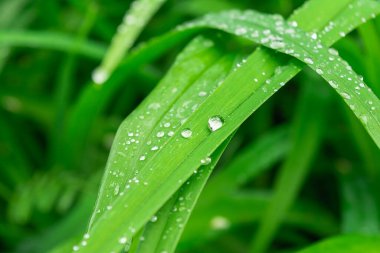 Yeşil çimlerin üzerine su damlaları. Yakın plan doğa soyut arka plan. Seçici odak