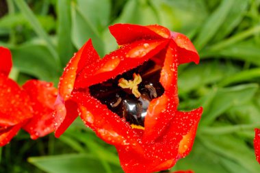 Yeşil bokeh otlarının arka planında su damlaları olan kırmızı lale tomurcuğu. Yakın plan doğa soyut arka plan. Üst görünüm