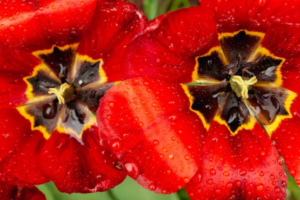 Two Fading Red Tulips Raindrops Petals Flowers Close Nature Abstract — Stock Photo, Image