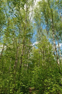 Yeşil yapraklı yaprak döken orman ağaçları. Arka planda bulutlu mavi bir gökyüzü. Doğal soyut arkaplan