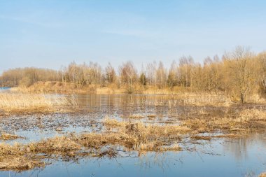 İlkbahar mavi gölü. Yaprakları olmayan ağaçlar çayırlarda suyla dolup taşar. Bir bahar gününde mavi gökyüzü ve suyla güzel bir manzara. Doğa arkaplanı