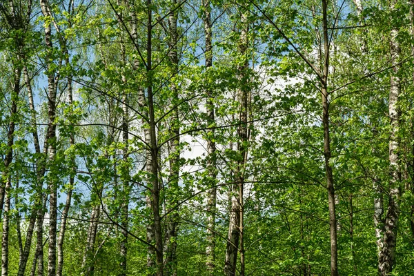 Стовбури Листяних Лісових Дерев Зеленим Листям Задньому Плані Блакитне Небо — стокове фото