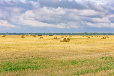 Bir yaz tarlasında yuvarlak saman demetleri, ormanın arka planına ve mavi gökyüzüne karşı. Tarlalarda hasat. Doğa arkaplanı