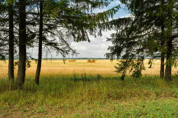 Szalmabálákkal Betakarított Mező Kilátás Fenyőfákra Természet Táj Háttér Stock Kép