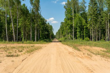 Yeşil ormanda lastik izleri olan düz kumlu bir yol. Kırsal yolun kenarı sık otlar ve ağaçlarla kaplıdır. Ormanda güneşli bir yaz günü. Doğa manzarası arka planı
