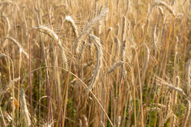 Güneşli bir yaz gününde olgun çavdar. Soyut arkaplanı kapat. Seçici odak