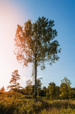 Sonbaharda günbatımında turuncu ve yeşil küresel tacı olan büyük bir huş ağacı. Doğa manzarası arka planı