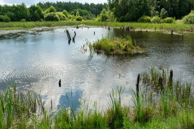 Ormanın yakınında bir gölet. Dalgalar ve çalı çırpı var. Kıyı boyunca bir sürü bitki var. Mavi gökyüzü ve bulutlarla dolu güneşli bir yaz günü. Doğa manzarası arka planı